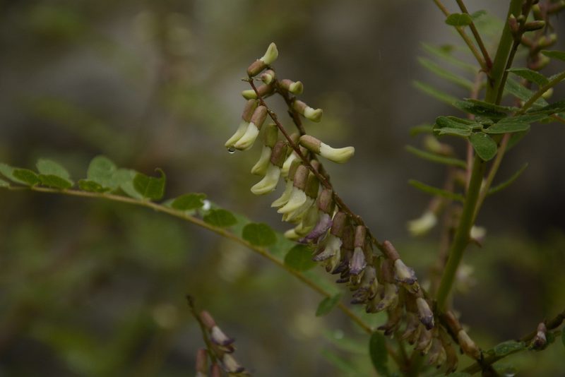 Astragalus chlorostachys, photographed by Siddarth Machado