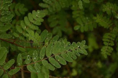 Astragalus chlorostachys, photographed by Siddarth Machado