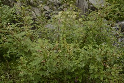 Astragalus chlorostachys, photographed by Siddarth Machado