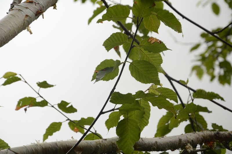 Betula alnoides, photographed by Siddarth Machado