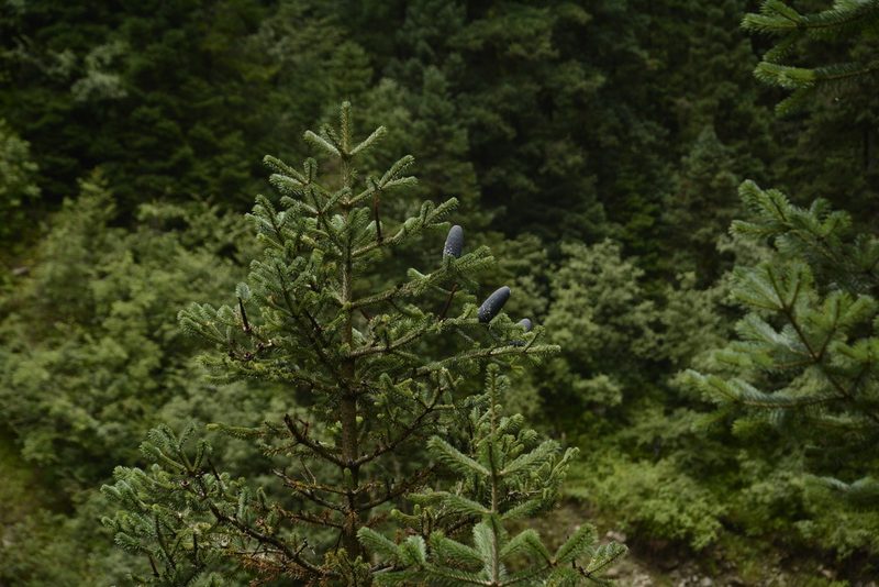 Abies pindrow, photographed by Siddarth Machado
