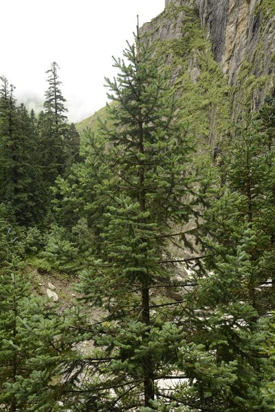 Abies pindrow, photographed by Siddarth Machado