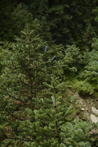 Abies pindrow, photographed by Siddarth Machado