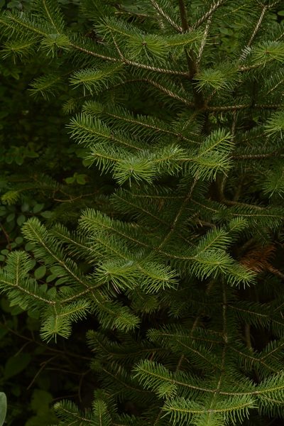 Abies pindrow, photographed by Siddarth Machado
