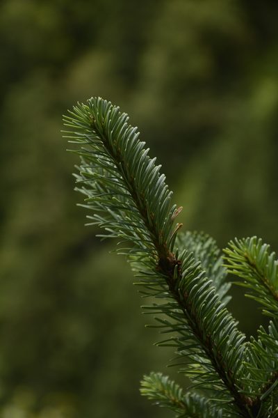 Abies pindrow, photographed by Siddarth Machado