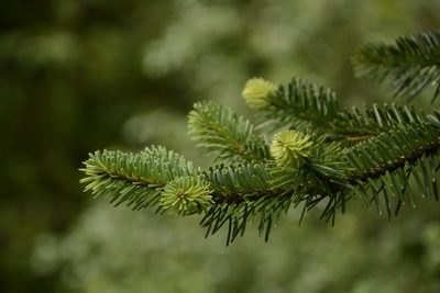 Abies pindrow, photographed by Siddarth Machado
