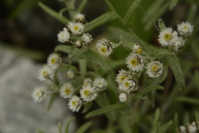 Anaphalis royleana, photographed by Siddarth Machado