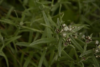 Anaphalis royleana, photographed by Siddarth Machado