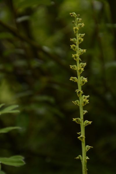 Herminium josephi, photographed by Siddarth Machado
