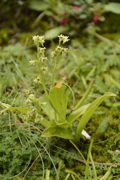 Herminium josephi, photographed by Siddarth Machado