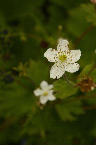 Anemonastrum tetrasepalum, photographed by Siddarth Machado