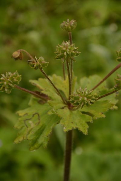 Anemonastrum tetrasepalum, photographed by Siddarth Machado