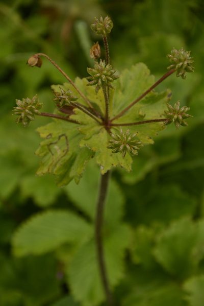 Anemonastrum tetrasepalum, photographed by Siddarth Machado