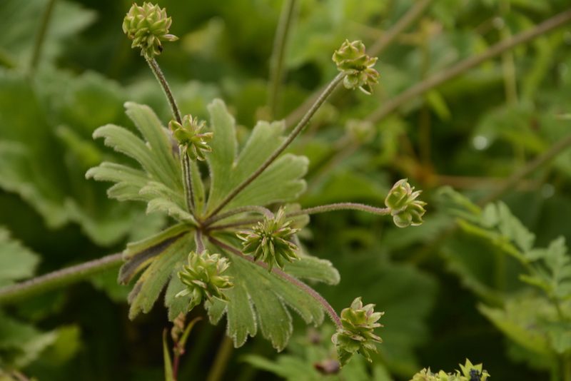 Anemonastrum tetrasepalum, photographed by Siddarth Machado