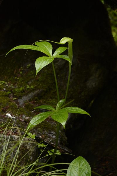Arisaema jacquemontii, photographed by Siddarth Machado