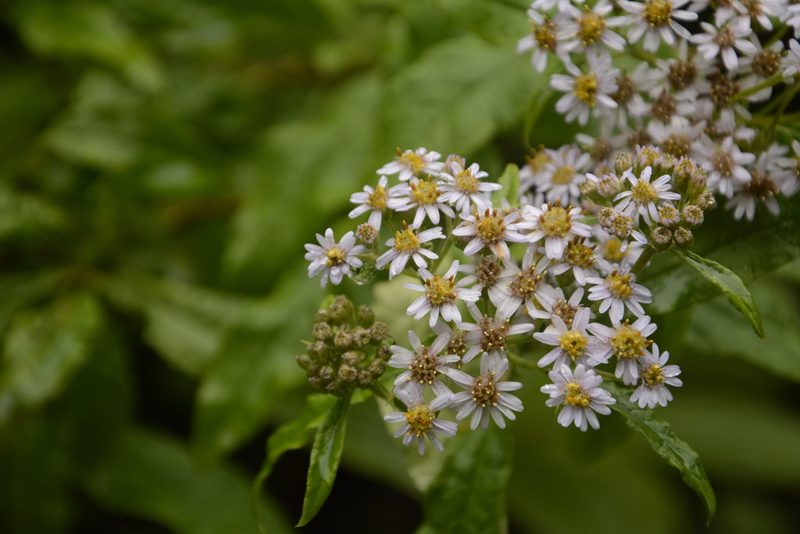 Aster albescens, photographed by Siddarth Machado