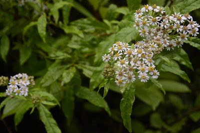 Aster albescens, photographed by Siddarth Machado