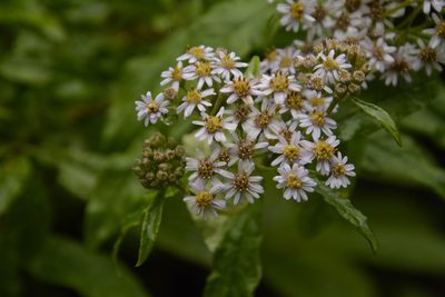Aster albescens, photographed by Siddarth Machado