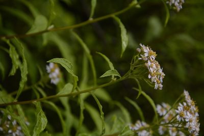 Aster albescens, photographed by Siddarth Machado