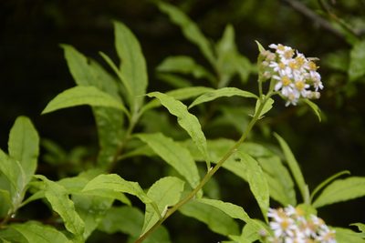 Aster albescens, photographed by Siddarth Machado