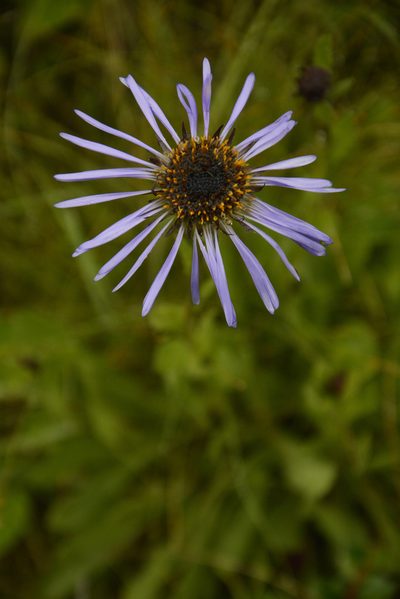 Aster diplostephioides, photographed by Siddarth Machado