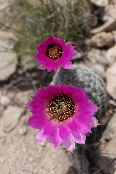Echinocereus reichenbachii, photographed by samlutfy