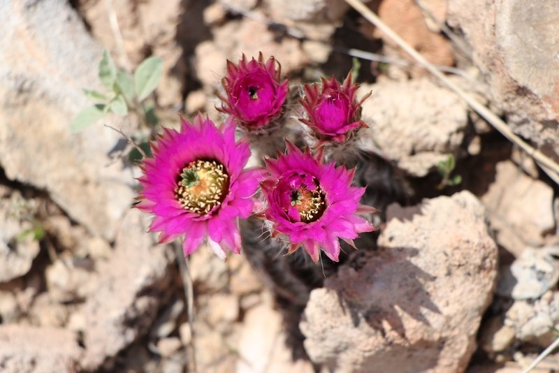 Echinocereus reichenbachii, photographed by samlutfy