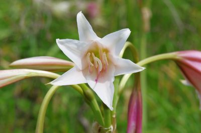 Crinum bulbispermum, photographed by Michelle W. （鍾偉瑋）
