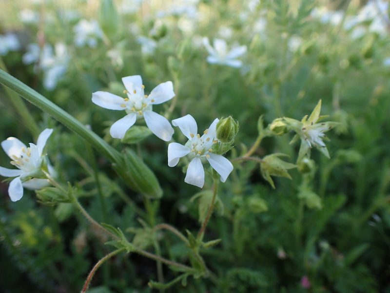 Potentilla parryi, photographed by Scott Yarger
