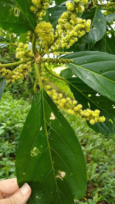Claoxylon carolinianum, photographed by Dana Lee Ling