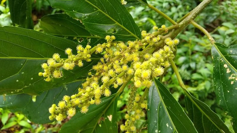 Claoxylon carolinianum, photographed by Dana Lee Ling
