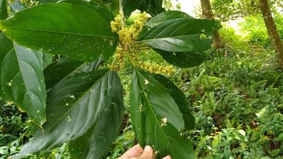 Claoxylon carolinianum, photographed by Dana Lee Ling