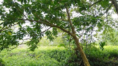 Claoxylon carolinianum, photographed by Dana Lee Ling