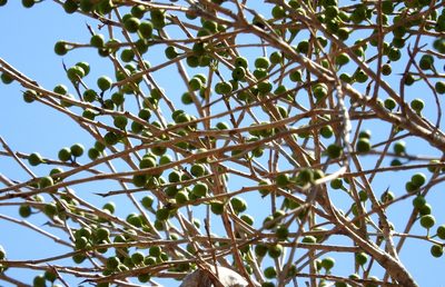 Ficus pertusa, photographed by Francisco Farriols Sarabia