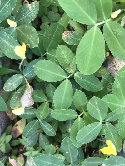 Arachis repens, photographed by Tamberly Conway