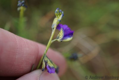 Polygala rehmannii, photographed by Andrew Hankey