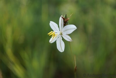 Chlorophytum cooperi, photographed by Andrew Hankey