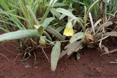 Hermannia lancifolia, photographed by Andrew Hankey