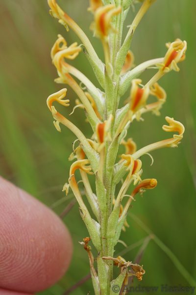 Hebenstretia comosa, photographed by Andrew Hankey