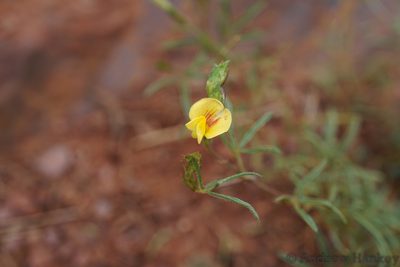 Zornia linearis, photographed by Andrew Hankey