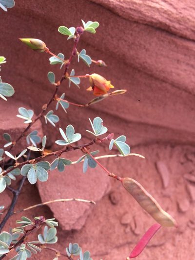 Chamaecrista ramosa, photographed by B. Phalan