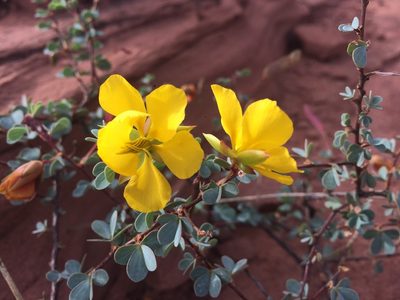 Chamaecrista ramosa, photographed by B. Phalan