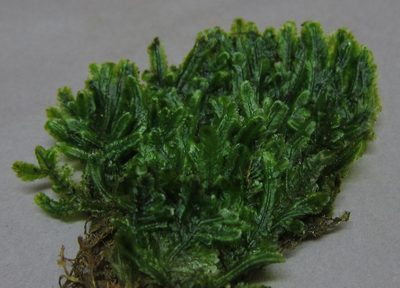 Margrethypnum falcifolium, photographed by John Steel