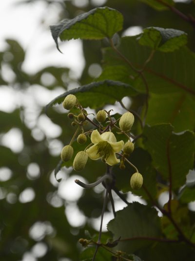 Clematis barbellata, photographed by Siddarth Machado