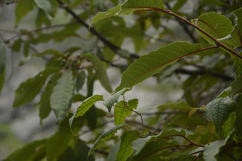 Clematis barbellata, photographed by Siddarth Machado