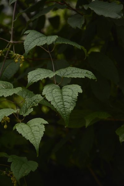Clematis barbellata, photographed by Siddarth Machado