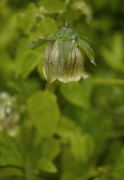 Codonopsis rotundifolia, photographed by Siddarth Machado