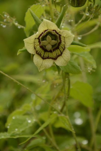 Codonopsis rotundifolia, photographed by Siddarth Machado
