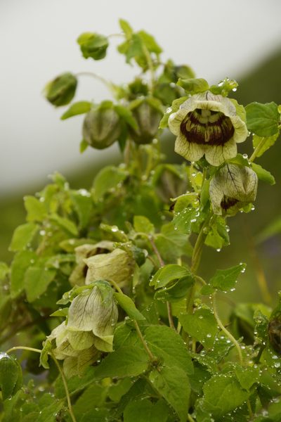 Codonopsis rotundifolia, photographed by Siddarth Machado