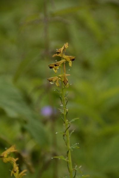 Corydalis cornuta, photographed by Siddarth Machado